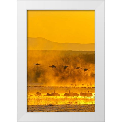 New Mexico, Bosque Del Apache Sandhill cranes White Modern Wood Framed Art Print by Illg, Cathy and Gordon