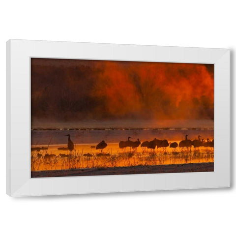 New Mexico, Bosque Del Apache Sandhill cranes White Modern Wood Framed Art Print by Illg, Cathy and Gordon