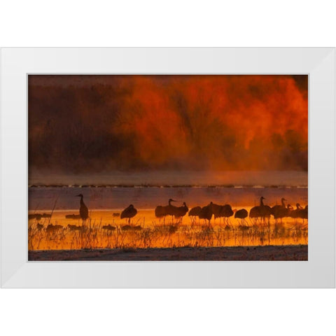 New Mexico, Bosque Del Apache Sandhill cranes White Modern Wood Framed Art Print by Illg, Cathy and Gordon