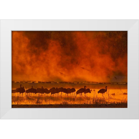New Mexico, Bosque Del Apache Sandhill cranes White Modern Wood Framed Art Print by Illg, Cathy and Gordon