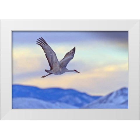 New Mexico Sandhill crane flying at sunset White Modern Wood Framed Art Print by Illg, Cathy and Gordon