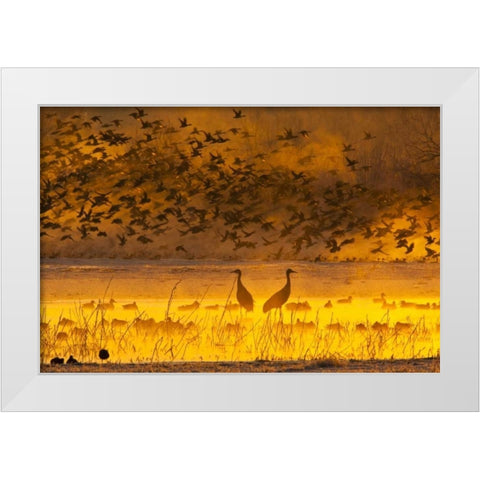 New Mexico Sandhill cranes and snow geese in fog White Modern Wood Framed Art Print by Illg, Cathy and Gordon