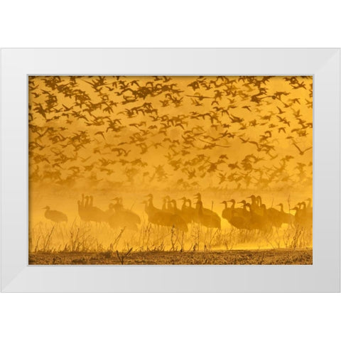 New Mexico Sandhill cranes-snow geese White Modern Wood Framed Art Print by Illg, Cathy and Gordon
