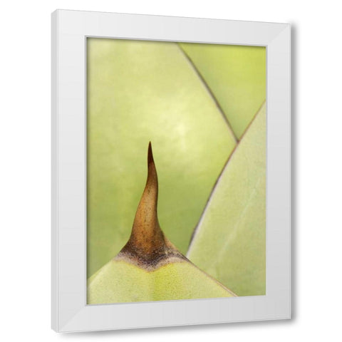 USA, Southwest Close-up of thorn on agave plant White Modern Wood Framed Art Print by Flaherty, Dennis