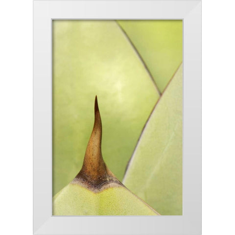 USA, Southwest Close-up of thorn on agave plant White Modern Wood Framed Art Print by Flaherty, Dennis