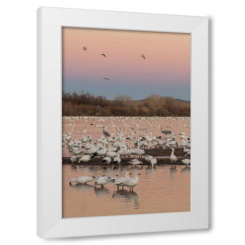 New Mexico snow geese twilight wedge White Modern Wood Framed Art Print by Illg, Cathy and Gordon