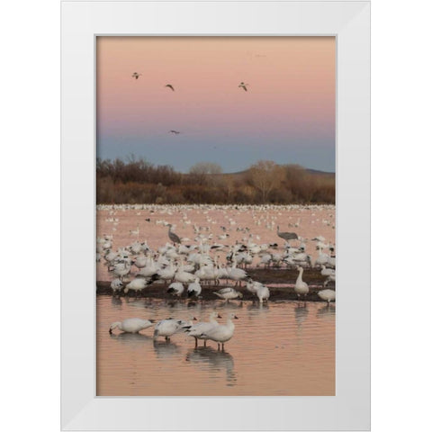 New Mexico snow geese twilight wedge White Modern Wood Framed Art Print by Illg, Cathy and Gordon