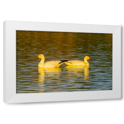 New Mexico, Bosque Del Apache NWR snow geese White Modern Wood Framed Art Print by Illg, Cathy and Gordon