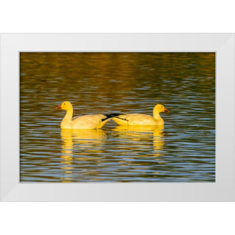 New Mexico, Bosque Del Apache NWR snow geese White Modern Wood Framed Art Print by Illg, Cathy and Gordon