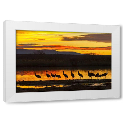 New Mexico, Bosque Del Apache Sandhill cranes White Modern Wood Framed Art Print by Illg, Cathy and Gordon