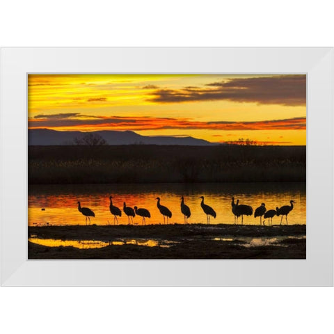 New Mexico, Bosque Del Apache Sandhill cranes White Modern Wood Framed Art Print by Illg, Cathy and Gordon
