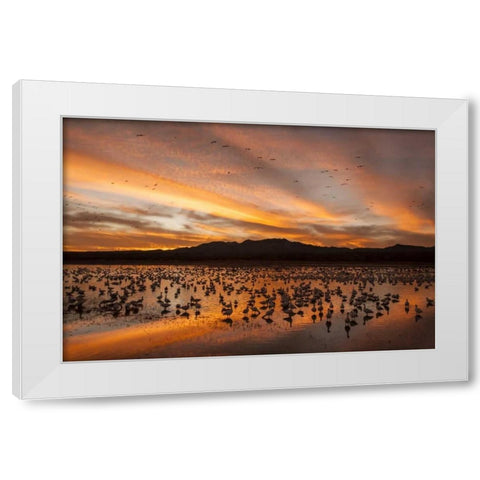 New Mexico, Bosque Del Apache snow geese sunset White Modern Wood Framed Art Print by Illg, Cathy and Gordon