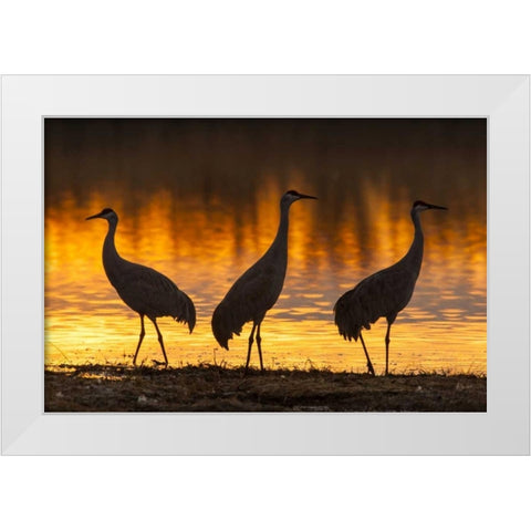 New Mexico, Bosque Del Apache Sandhill cranes White Modern Wood Framed Art Print by Illg, Cathy and Gordon