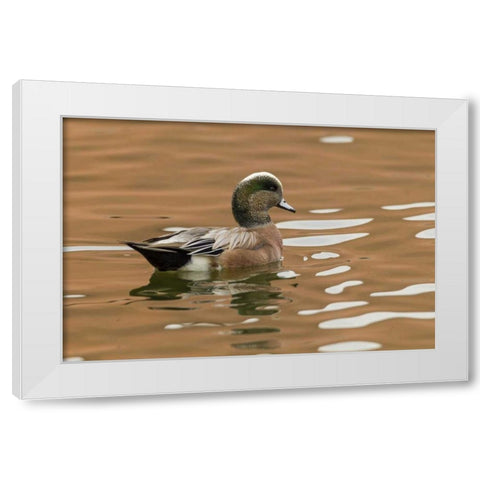 USA, New Mexico American widgeon duck in water White Modern Wood Framed Art Print by Illg, Cathy and Gordon