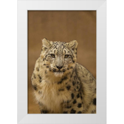New Mexico, Albuquerque Close-up of snow leopard White Modern Wood Framed Art Print by Illg, Cathy and Gordon