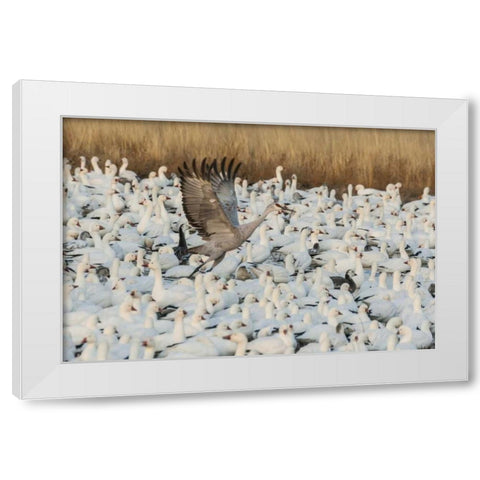 New Mexico Sandhill crane amid snow geese White Modern Wood Framed Art Print by Illg, Cathy and Gordon