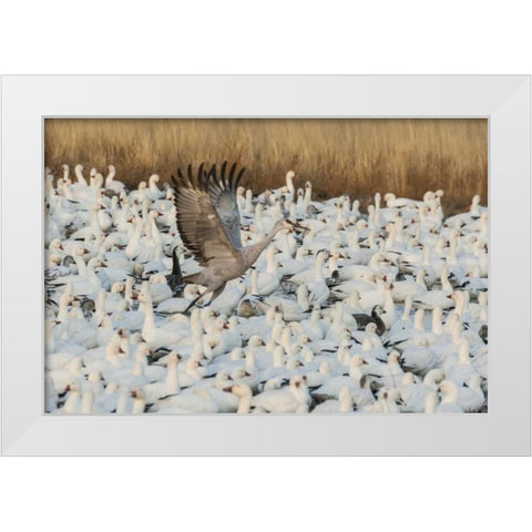 New Mexico Sandhill crane amid snow geese White Modern Wood Framed Art Print by Illg, Cathy and Gordon