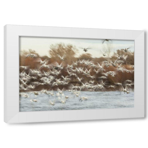 New Mexico Flock of snow geese taking flight White Modern Wood Framed Art Print by Illg, Cathy and Gordon