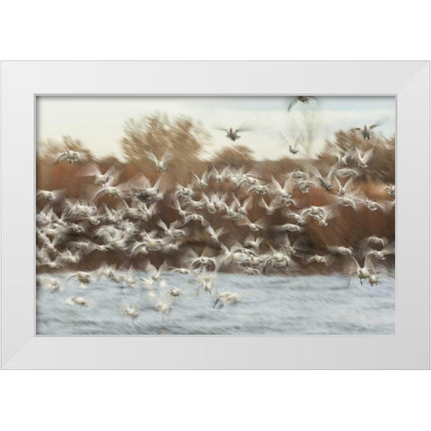 New Mexico Flock of snow geese taking flight White Modern Wood Framed Art Print by Illg, Cathy and Gordon