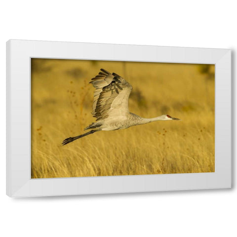 New Mexico Sandhill crane in flight White Modern Wood Framed Art Print by Illg, Cathy and Gordon