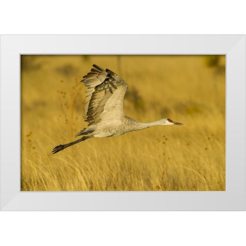 New Mexico Sandhill crane in flight White Modern Wood Framed Art Print by Illg, Cathy and Gordon