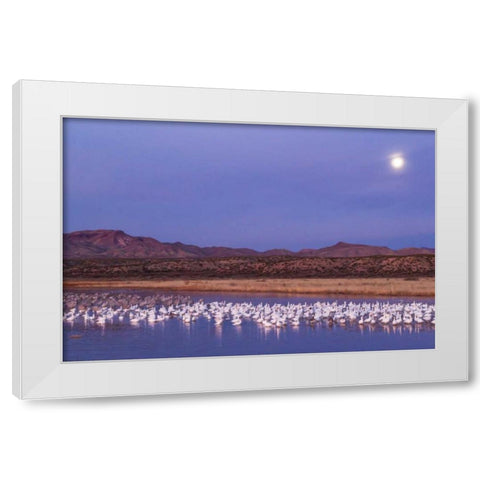 New Mexico Moonset over snow geese White Modern Wood Framed Art Print by Illg, Cathy and Gordon