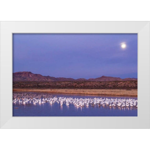 New Mexico Moonset over snow geese White Modern Wood Framed Art Print by Illg, Cathy and Gordon