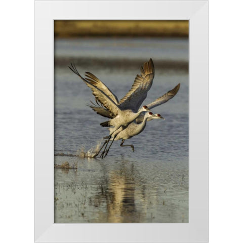 New Mexico Two Sandhill cranes taking flight White Modern Wood Framed Art Print by Illg, Cathy and Gordon
