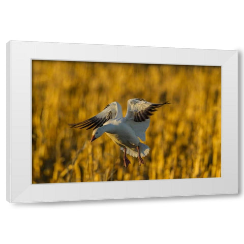 New Mexico, Bosque del Apache Snow goose landing White Modern Wood Framed Art Print by Illg, Cathy and Gordon