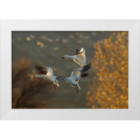New Mexico Snow geese in flight White Modern Wood Framed Art Print by Illg, Cathy and Gordon