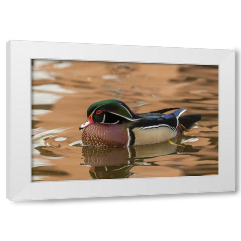 USA, New Mexico Wood duck swimming in water White Modern Wood Framed Art Print by Illg, Cathy and Gordon