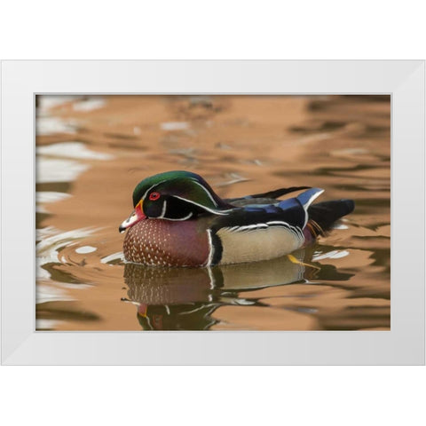USA, New Mexico Wood duck swimming in water White Modern Wood Framed Art Print by Illg, Cathy and Gordon
