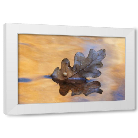 New Mexico Oak leaf in stream at Ghost Ranch White Modern Wood Framed Art Print by Bush, Marie