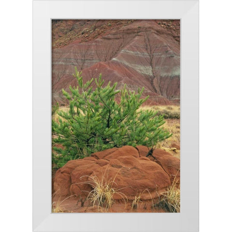 New Mexico Red rocks and green pine tree White Modern Wood Framed Art Print by Bush, Marie