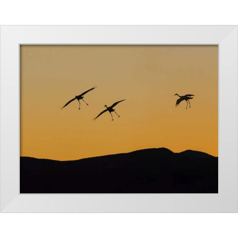 New Mexico Sandhill cranes landing at sunset White Modern Wood Framed Art Print by Paulson, Don