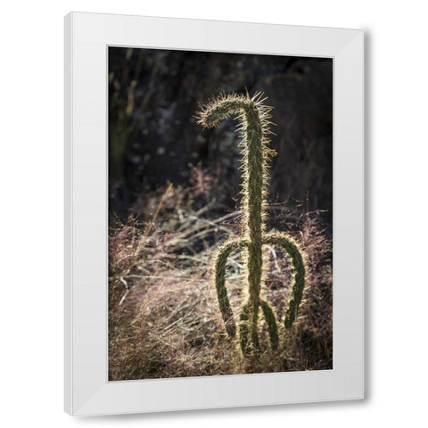 New Mexico, Valley of Fires Backlit cactus White Modern Wood Framed Art Print by Paulson, Don