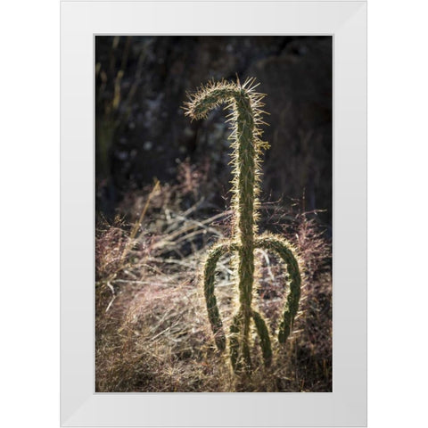 New Mexico, Valley of Fires Backlit cactus White Modern Wood Framed Art Print by Paulson, Don