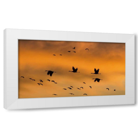 New Mexico Sandhill cranes in flight at sunset White Modern Wood Framed Art Print by Paulson, Don