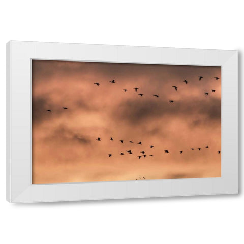 New Mexico Snow geese at sunrise White Modern Wood Framed Art Print by Paulson, Don
