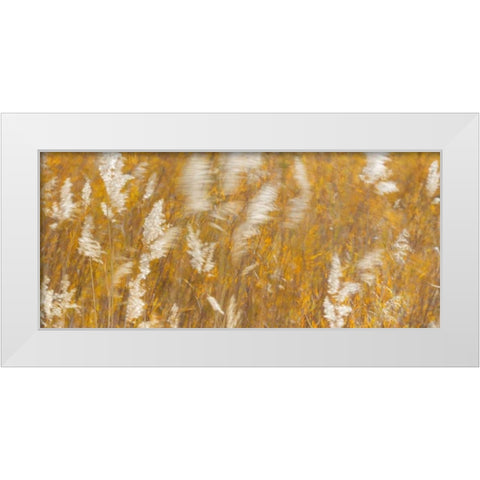 New Mexico Panoramic of blowing grasses White Modern Wood Framed Art Print by Paulson, Don