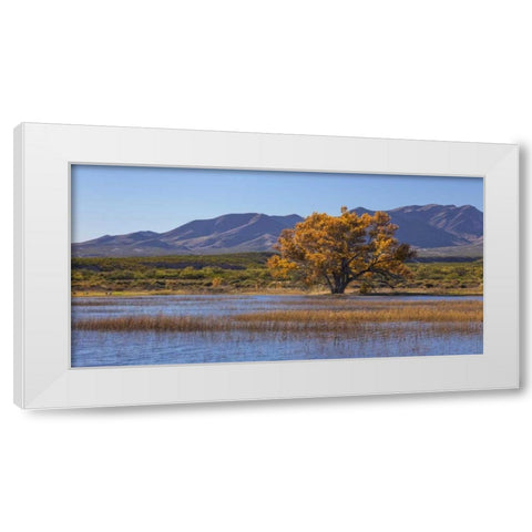 New Mexico, Bosque del Apache, Autumn landscape White Modern Wood Framed Art Print by Paulson, Don