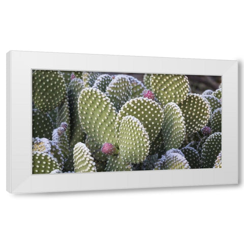 New Mexico Beavertail prickly-pear cactus White Modern Wood Framed Art Print by Paulson, Don