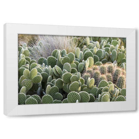 New Mexico Beavertail prickly-pear cacti White Modern Wood Framed Art Print by Paulson, Don