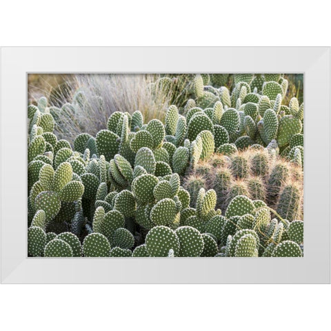 New Mexico Beavertail prickly-pear cacti White Modern Wood Framed Art Print by Paulson, Don