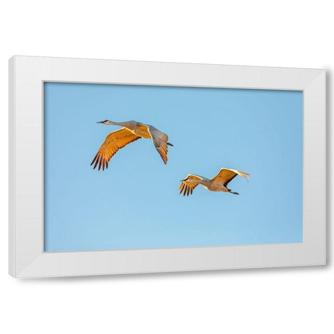 New Mexico-Bosque del Apache National Wildlife Reserve Sandhill crane pair flying at sunrise  White Modern Wood Framed Art Print by Jaynes Gallery