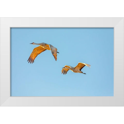 New Mexico-Bosque del Apache National Wildlife Reserve Sandhill crane pair flying at sunrise  White Modern Wood Framed Art Print by Jaynes Gallery