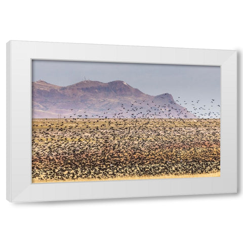 USA-New Mexico-Bosque Del Apache National Wildlife Refuge-Red-winged blackbirds taking flight White Modern Wood Framed Art Print by Jaynes Gallery
