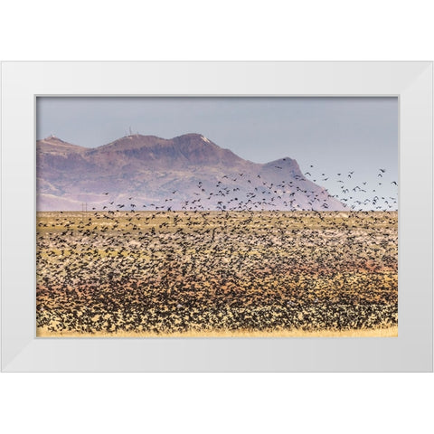 USA-New Mexico-Bosque Del Apache National Wildlife Refuge-Red-winged blackbirds taking flight White Modern Wood Framed Art Print by Jaynes Gallery