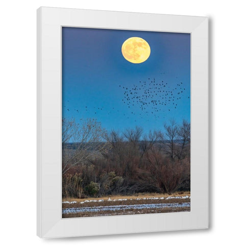USA-New Mexico-Bosque Del Apache National Wildlife Refuge-Full moon rising and flying blackbirds White Modern Wood Framed Art Print by Jaynes Gallery