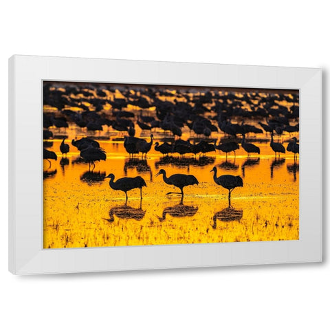 USA-New Mexico-Bosque Del Apache National Wildlife Refuge-Sandhill crane silhouettes in water at su White Modern Wood Framed Art Print by Jaynes Gallery